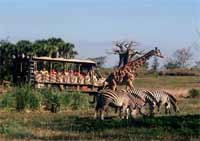 Animal Kingdom Safari Ride