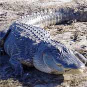 Florida Alligator