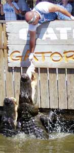 An Employee Feeds the Alligators!