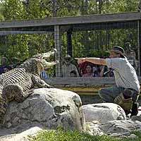 A Handler Demonstrates to the Crowd!